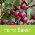 DELIVERED SEPTEMBER 2024 Harry Baker Crab Apple Tree (Malus 'Harry Baker') Supplied height 150 - 240cm **FREE UK MAINLAND DELIVERY + FREE 100% TREE WARRANTY**